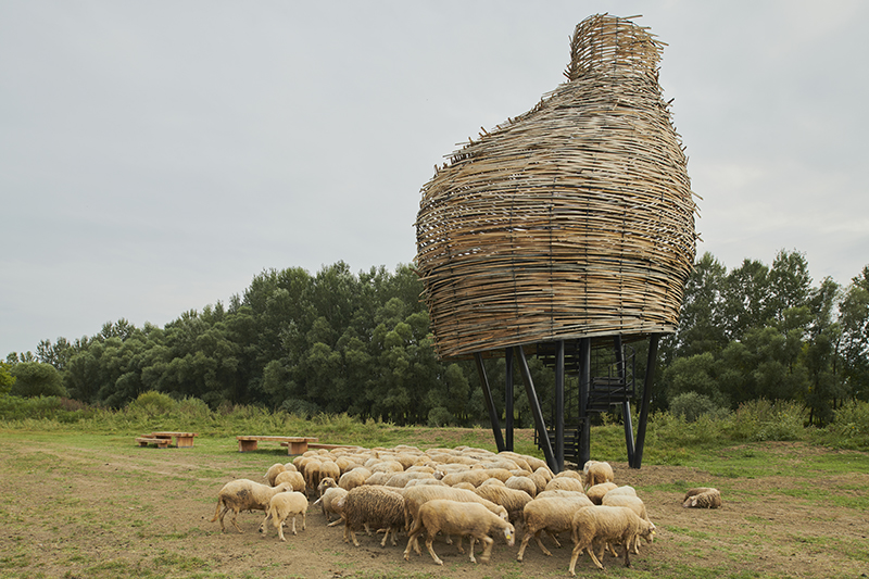 Observatory, Čigoč