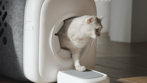 Photo courtesy of PawSwing