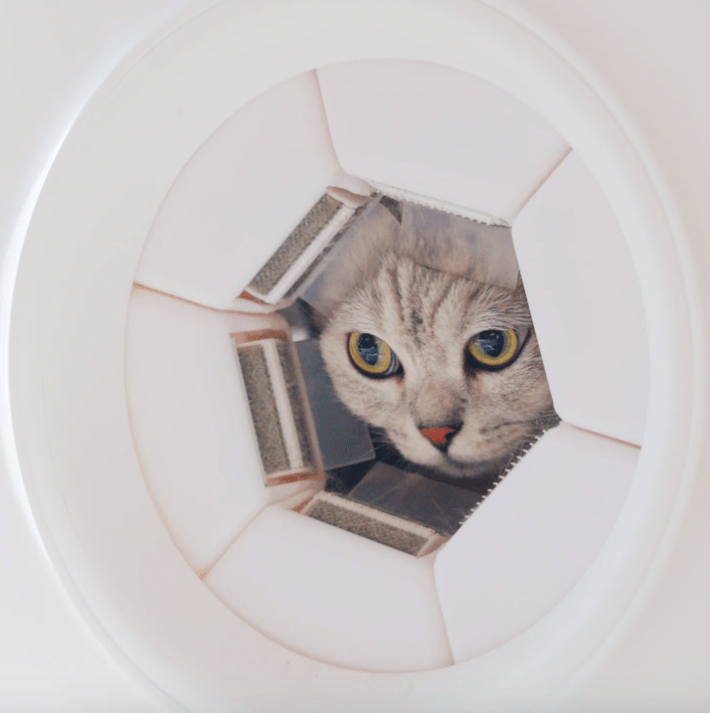 Photo courtesy of PawSwing