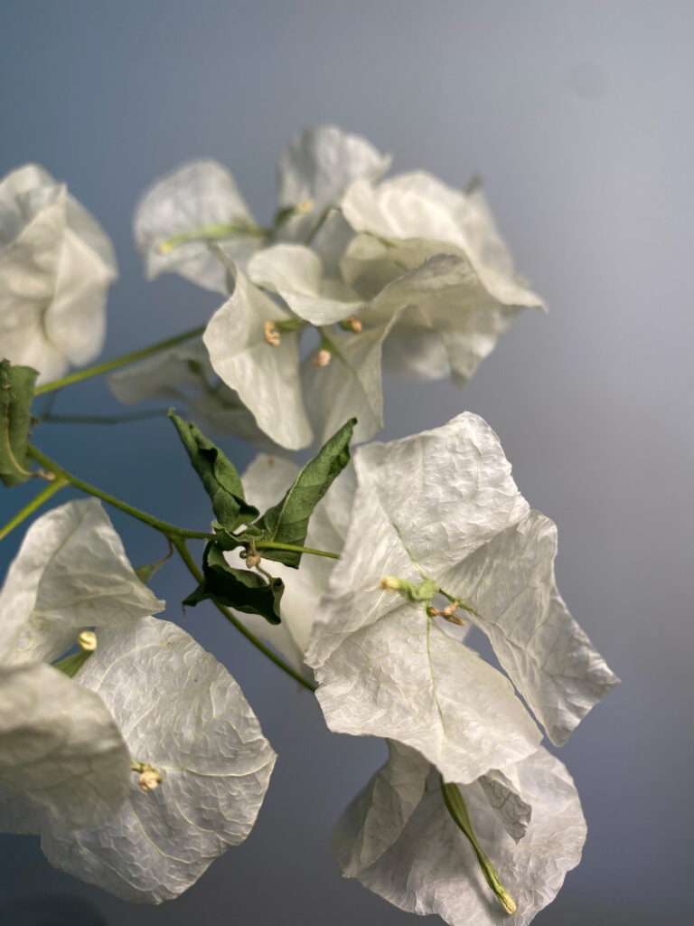 lighting designer Maura Clark