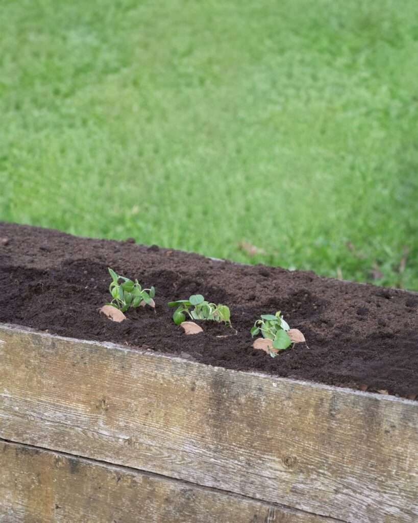 Jacob Boyd's The Bough Pot: Linking Community and Urban Farming