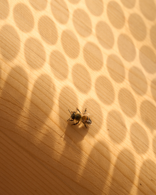 unEarthed / Second Nature / PolliNATION at Venice Biennale