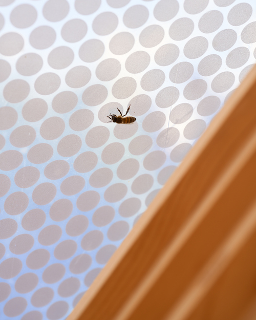 unEarthed / Second Nature / PolliNATION at Venice Biennale