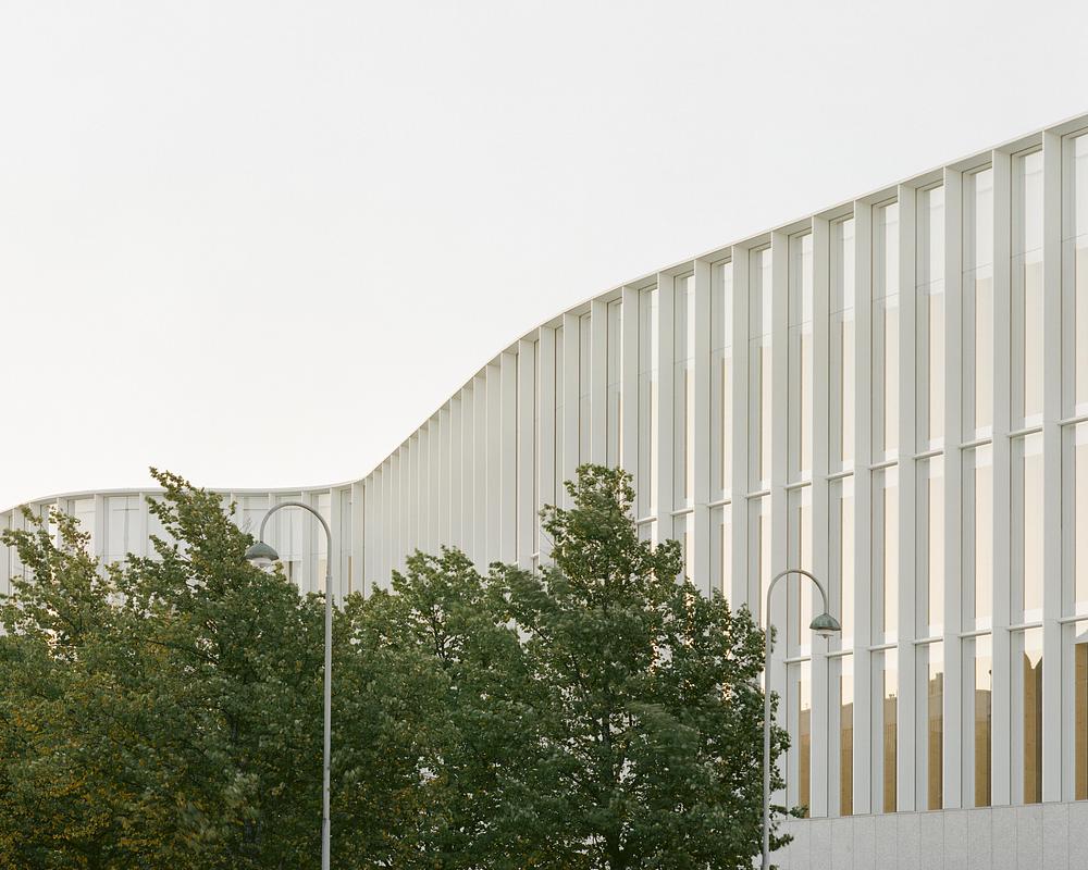 Birches in the courtyard