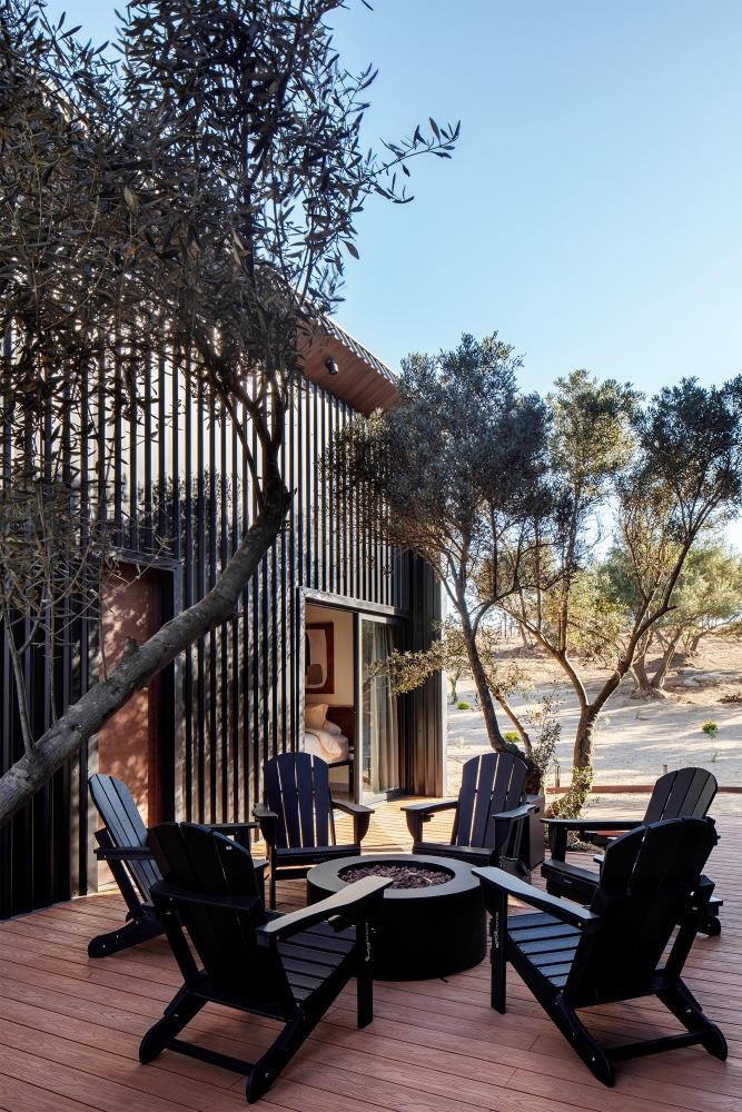 Olive trees