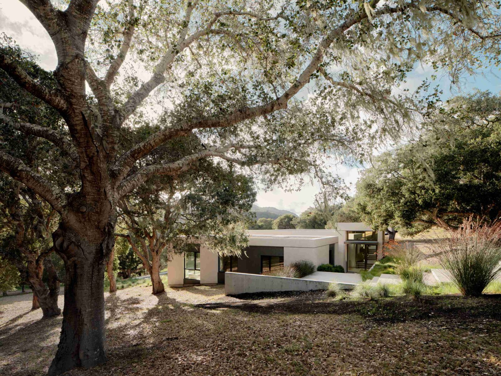 Live Oak House by Feldman Architecture