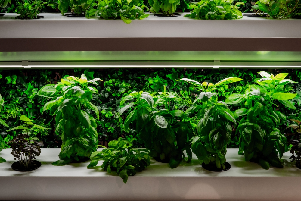 Metroteka's hydroponic installation