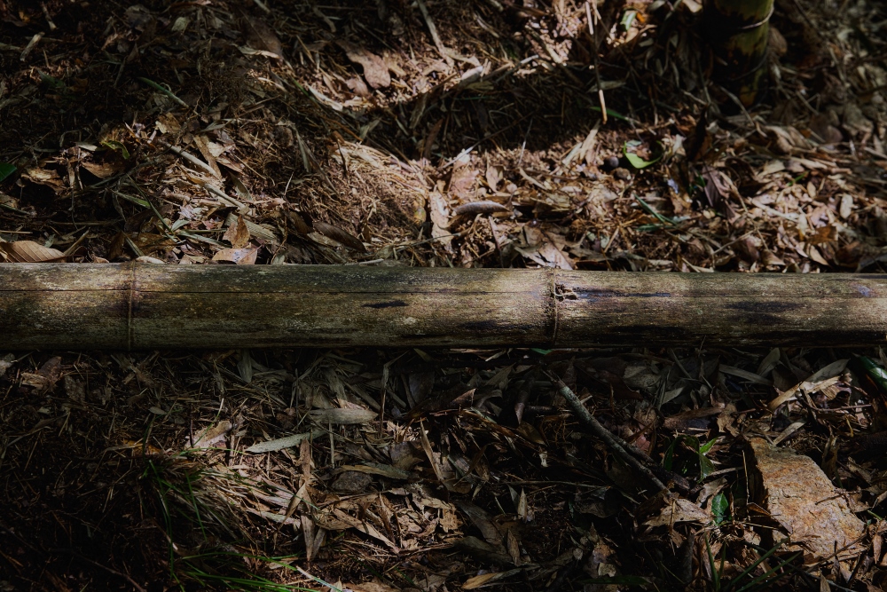 Bamboo