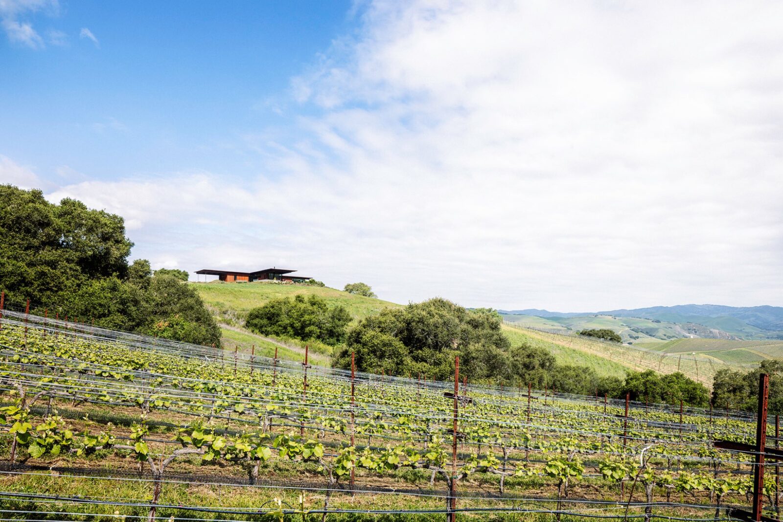 Vineyard Residence by Clayton Korte